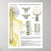 Spinale zenuwen en subluxe Chiropraktijk Poster (Voorkant)