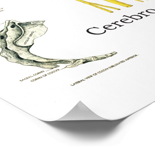 Spinale zenuwen en subluxe Chiropraktijk Poster (Hoek)