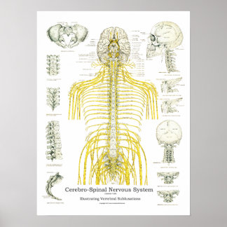 Spinale zenuwen en subluxe Chiropraktijk Poster