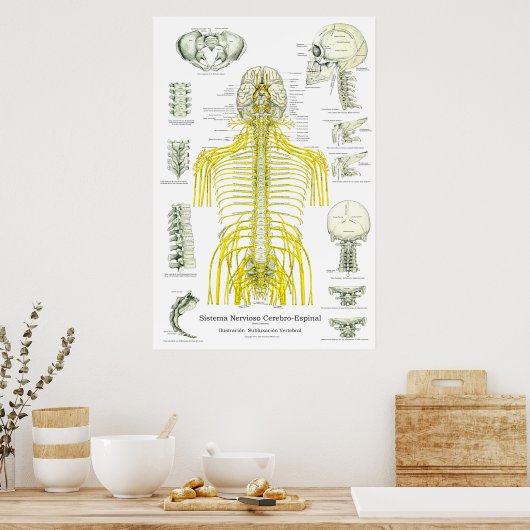 Spinale zenuwen Subluxe Chiropraktijk Poster (Keuken)