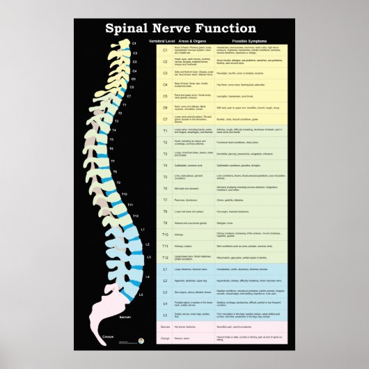 Spinale zenuwfunctie Poster Chiropractisch (Voorkant)