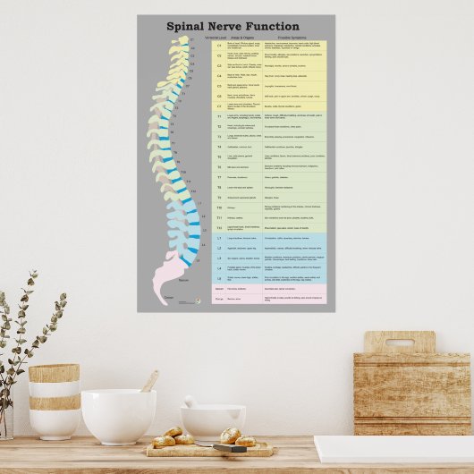 Spinale zenuwfunctie Poster Chiropractisch (Keuken)