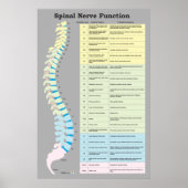 Spinale zenuwfunctie Poster Chiropractisch (Voorkant)