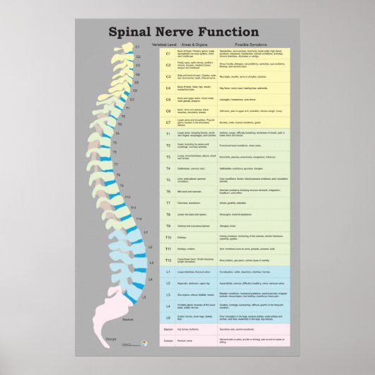 Spinale zenuwfunctie Poster Chiropractisch (Voorkant)