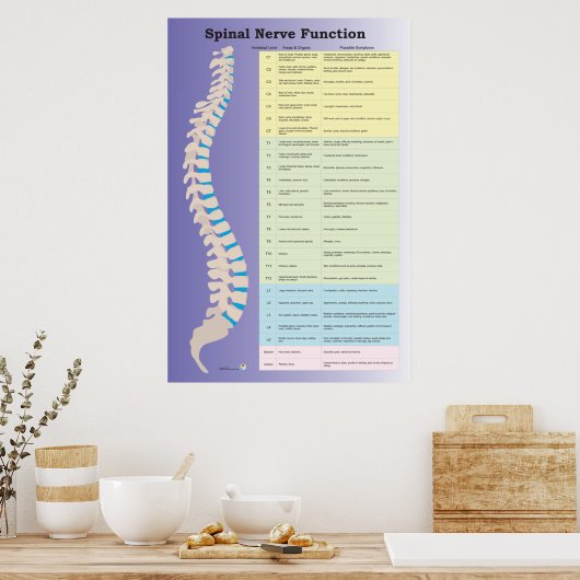 Spinale zenuwfunctie Poster Chiropractisch (Keuken)