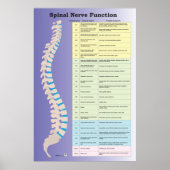 Spinale zenuwfunctie Poster Chiropractisch (Voorkant)