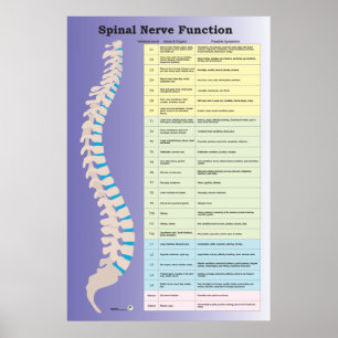 Spinale zenuwfunctie Poster Chiropractisch