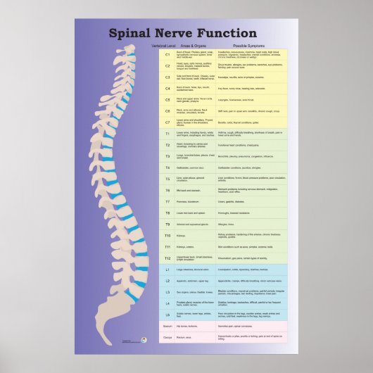 Spinale zenuwfunctie Poster Chiropractisch (Voorkant)