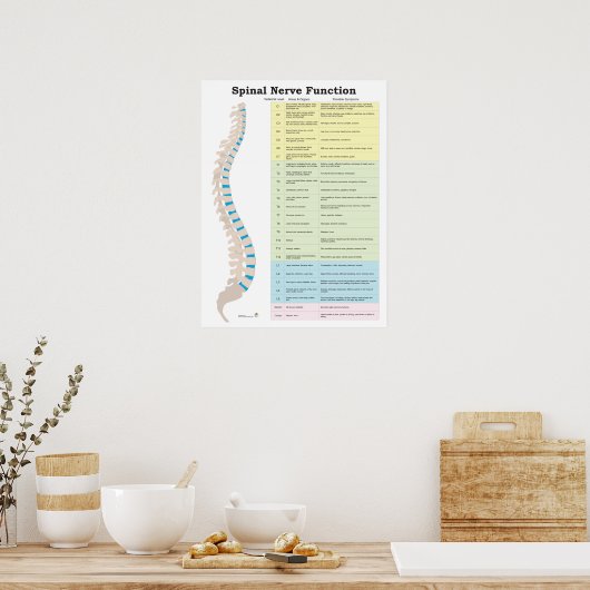 Spinale zenuwfunctie Poster Chiropractisch (Keuken)