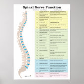 Spinale zenuwfunctie Poster Chiropractisch (Voorkant)