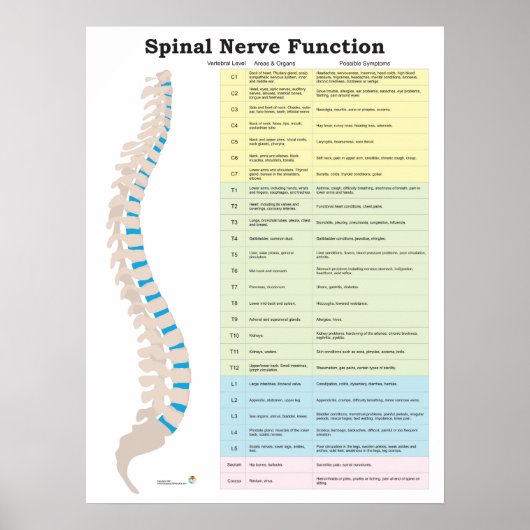 Spinale zenuwfunctie Poster Chiropractisch (Voorkant)