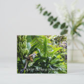 Spinapen (Ateles) Briefkaart (Staand voorkant)