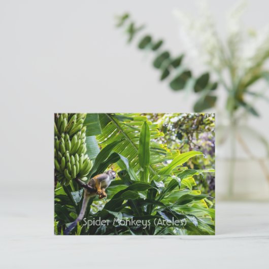 Spinapen (Ateles) Briefkaart (Staand voorkant)