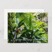 Spinapen (Ateles) Briefkaart (Voorkant / Achterkant)