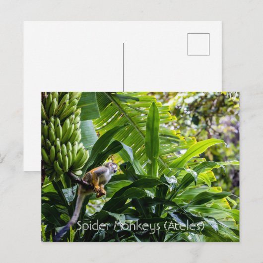 Spinapen (Ateles) Briefkaart (Voorkant / Achterkant)