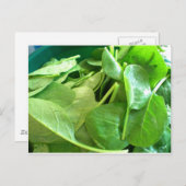 spinazie briefkaart (Voorkant / Achterkant)