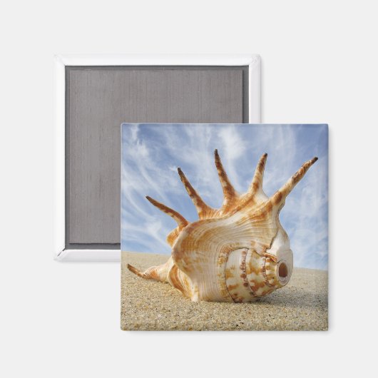 Spinconch op zandstrand magneet (Voorkant / Achterkant)