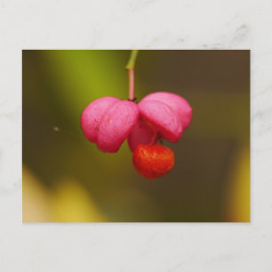 Spindle Tree Berry-Briefkaart Briefkaart