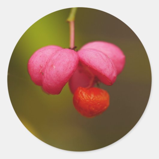 Spindle Tree Berry-Sticker Ronde Sticker (Voorkant)