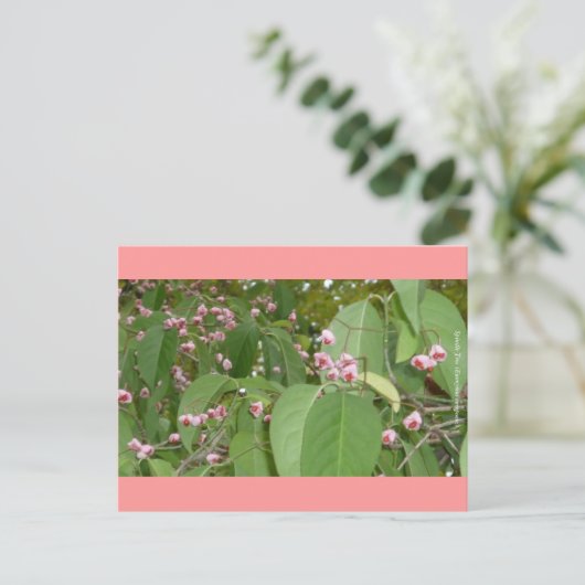 Spindle Tree (Euonymus europaeus) Briefkaart (Staand voorkant)