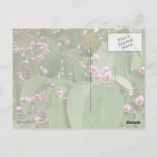 Spindle Tree (Euonymus europaeus) Briefkaart (Achterkant)