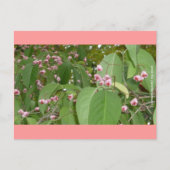 Spindle Tree (Euonymus europaeus) Briefkaart (Voorkant)