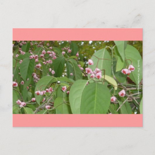 Spindle Tree (Euonymus europaeus) Briefkaart (Voorkant)