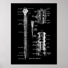 Spine Anatomie Medical Wall Decor Poster