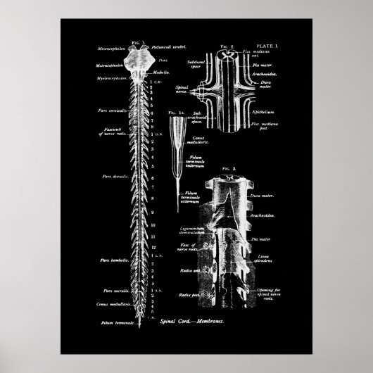 Spine Anatomie Medical Wall Decor Poster (Voorkant)