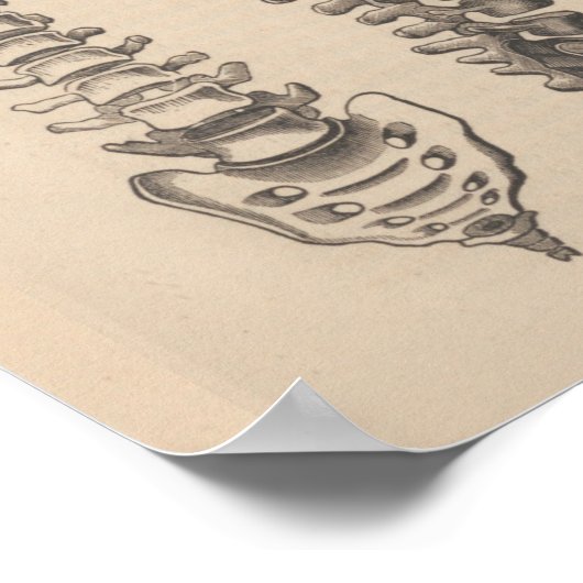 Spine Anatomy Chiropractic Print (Hoek)