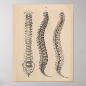 Spine Anatomy Chiropractic Print (Voorkant)