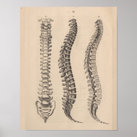 Spine Anatomy Chiropractic Print (Voorkant)