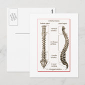 Spine Details Sepia2 Briefkaart (Voorkant / Achterkant)