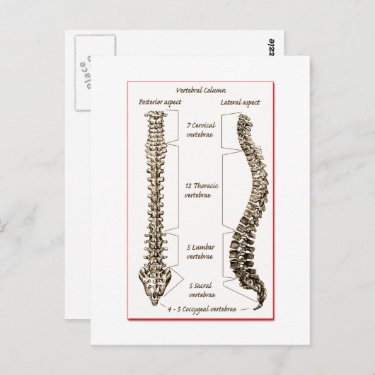Spine Details Sepia2 Briefkaart (Voorkant / Achterkant)