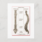 Spine Details Sepia2 Briefkaart (Voorkant)