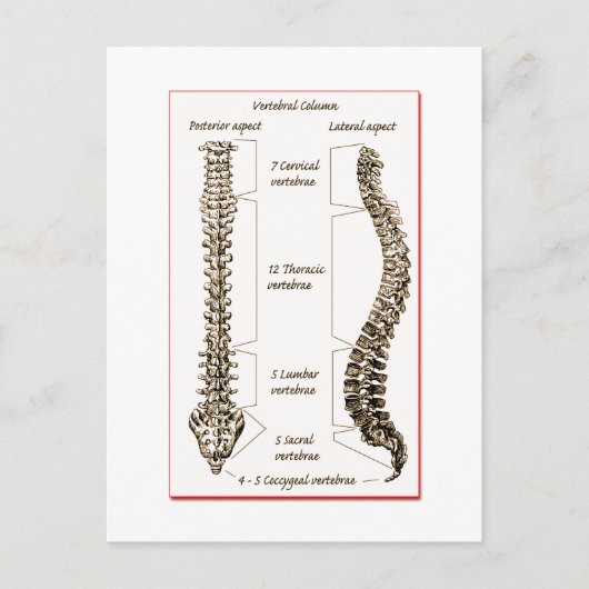 Spine Details Sepia2 Briefkaart (Voorkant)