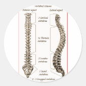 Spine Details Sepia2 Ronde Sticker