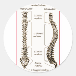 Spine Details Sepia2 Ronde Sticker