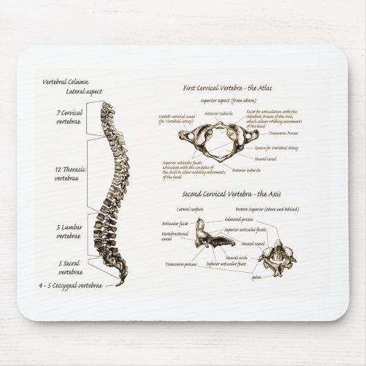 Spine Details Sepia Muismat (Voorkant)