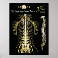 Spine- en ruggenmergzenuwstelsel