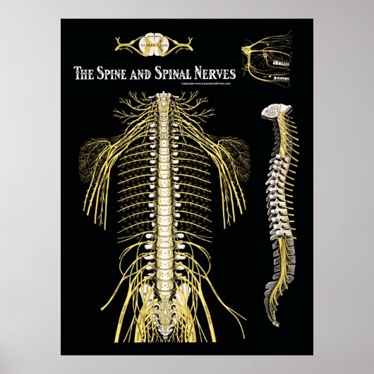 Spine- en ruggenmergzenuwstelsel poster (Voorkant)
