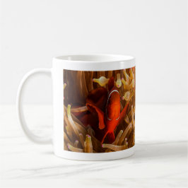 Spinecheek Anemonefish of the Coral Zee Coffee Mok