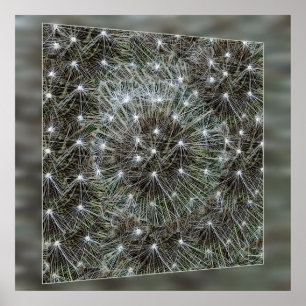 Spinende dandeliakoes poster
