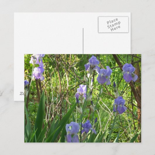 Sping Iris in East Tennessee Briefkaart (Voorkant / Achterkant)