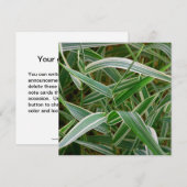 Spingras  groen en gestreept plant kaart (Voorkant / Achterkant)