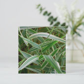 Spingras  groen en gestreept plant kaart (Staand voorkant)