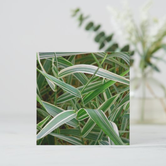 Spingras groen en gestreept plant kaart (Staand voorkant)