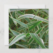 Spingras  groen en gestreept plant kaart (Voorkant)