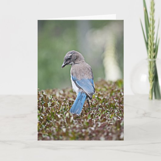 Spingtime Jay Kaart (Voorkant)