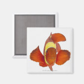 Spinkauwganmonevis (Premnas biaculeatus) Magneet (Voorkant / Achterkant)
